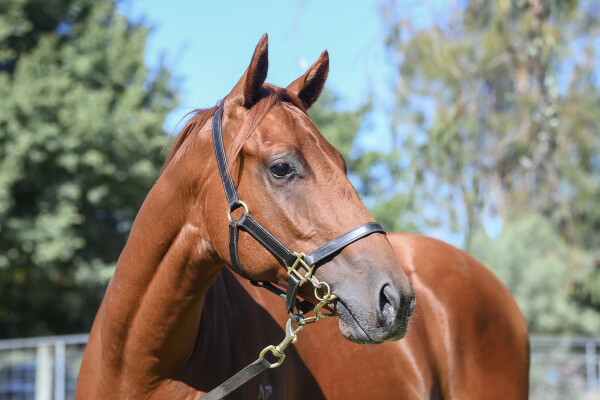 Lot 228: Doubtland / Hai Sun