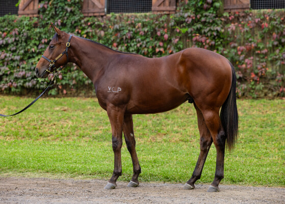Lot 120: Zousain / Whisper Babe