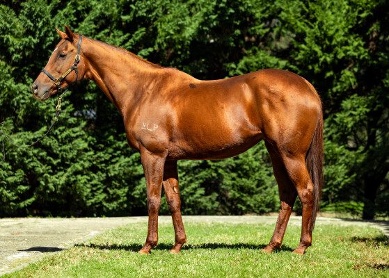 Lot 216: Sebring / Sonnenblume