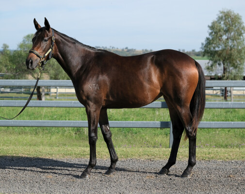 Lot 197: Too Darn Hot (GB) / Di Alta (IRE)