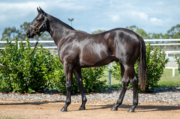 Lot 20: North Pacific / Pentasia