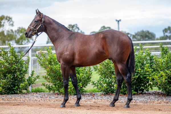 Lot 92: Supido / Talma