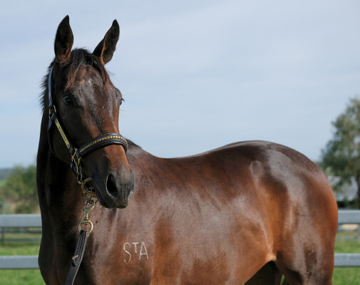 Lot 197: Too Darn Hot (GB) / Di Alta (IRE)