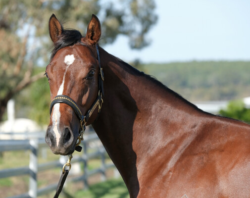 Lot 298: Home Affairs / Mrs Danvers (GB)