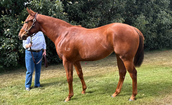 Lot 30: King's Legacy / Purple Diamond