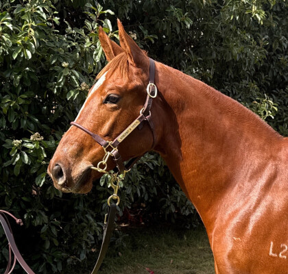 Lot 30: King's Legacy / Purple Diamond