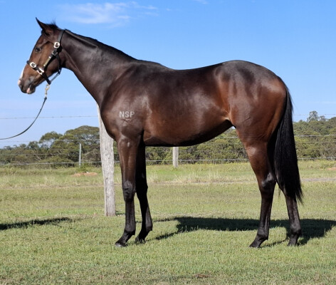 Lot 89: Shalaa (IRE) / Swansong