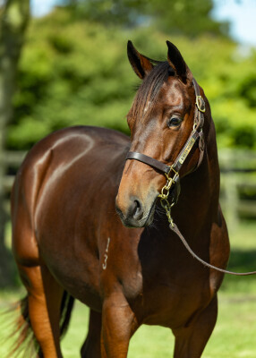 Lot 281: Victor Ludorum (GB) / Meridian Star