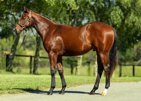 Lot 4: All Too Hard / New Summer Night