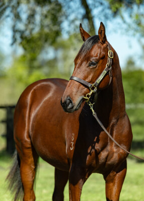 Lot 4: All Too Hard / New Summer Night