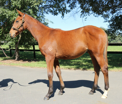 Lot 22: Farnan / One More Tequila