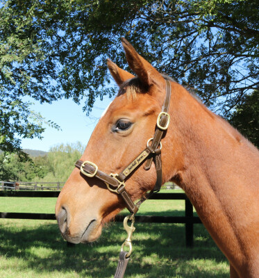 Lot 22: Farnan / One More Tequila