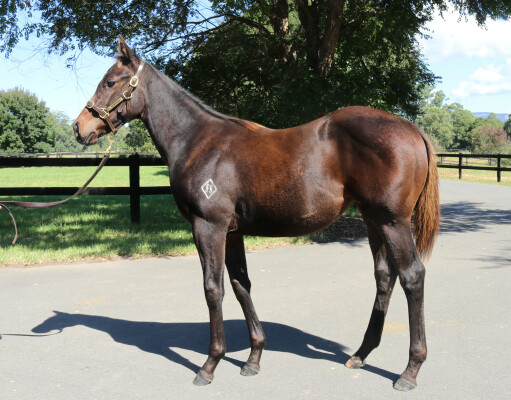 Lot 28: Pinatubo (IRE) / Our Miss Jones (NZ)