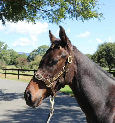 Lot 28: Pinatubo (IRE) / Our Miss Jones (NZ)