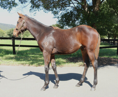 Lot 55: So You Think (NZ) / Private
