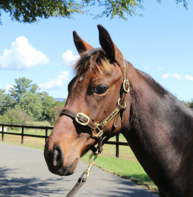 Lot 55: So You Think (NZ) / Private