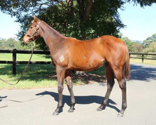 Lot 59: Farnan / Pure Class (NZ)