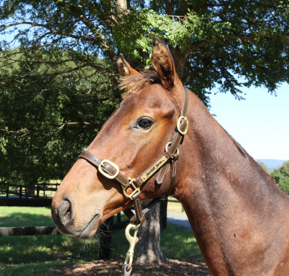 Lot 59: Farnan / Pure Class (NZ)