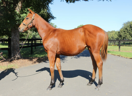 Lot 65: Acrobat / Queens Carriage (IRE)