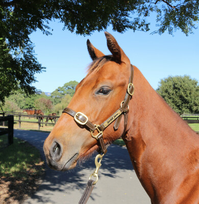 Lot 65: Acrobat / Queens Carriage (IRE)