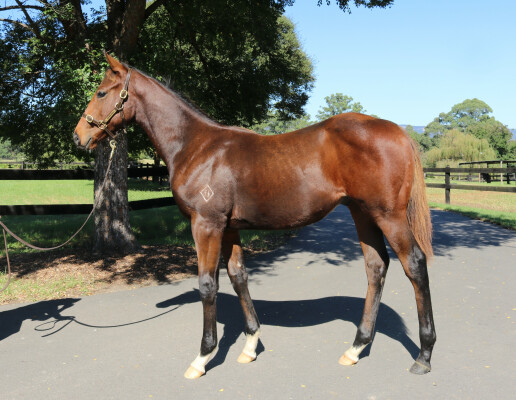Lot 66: Harry Angel (IRE) / Ragazze