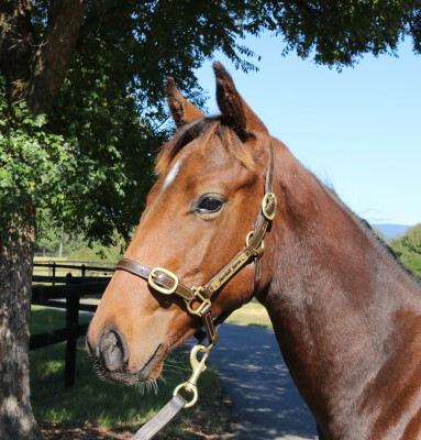 Lot 66: Harry Angel (IRE) / Ragazze