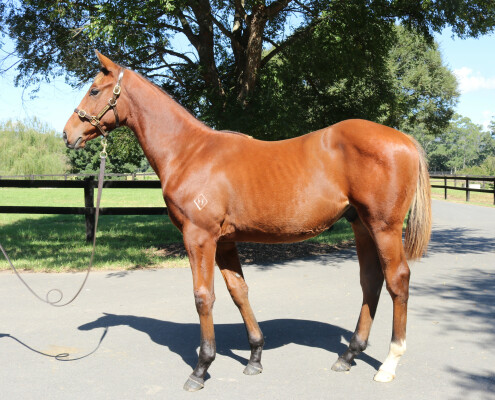 Lot 106: Harry Angel (IRE) / Scarlet Moretta