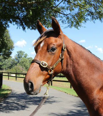 Lot 106: Harry Angel (IRE) / Scarlet Moretta