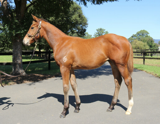 Lot 167: St Mark's Basilica (FR) / Sweet Mary