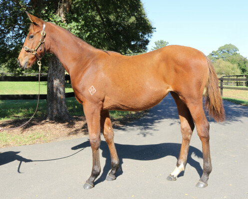 Lot 177: Home Affairs / Tantalus (NZ)
