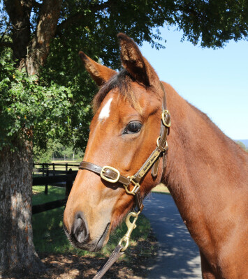 Lot 177: Home Affairs / Tantalus (NZ)