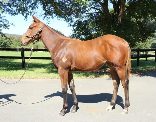 Lot 179: Pinatubo (IRE) / Tapestries