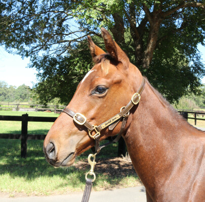 Lot 179: Pinatubo (IRE) / Tapestries