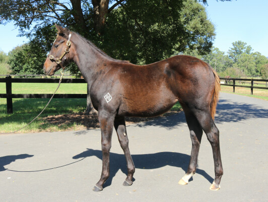 Lot 207: Pinatubo (IRE) / Vivid Fortress