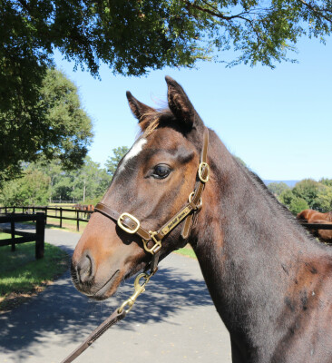 Lot 207: Pinatubo (IRE) / Vivid Fortress