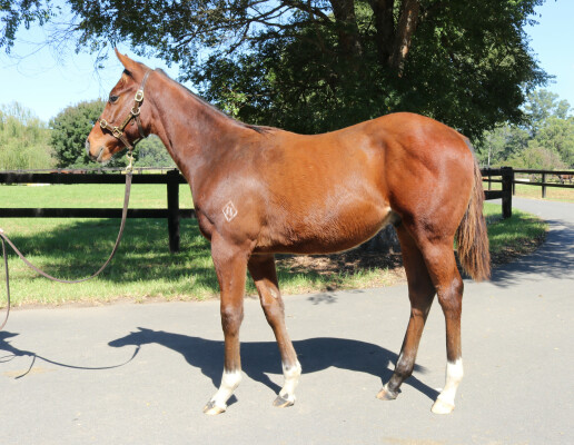 Lot 210: Jacquinot / Waltz