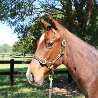 Lot 210: Jacquinot / Waltz