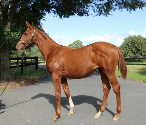 Lot 223: Yes Yes Yes / Without Exception