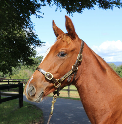 Lot 223: Yes Yes Yes / Without Exception