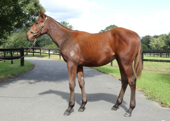 Lot 227: So You Think (NZ) / Xanadu (NZ)