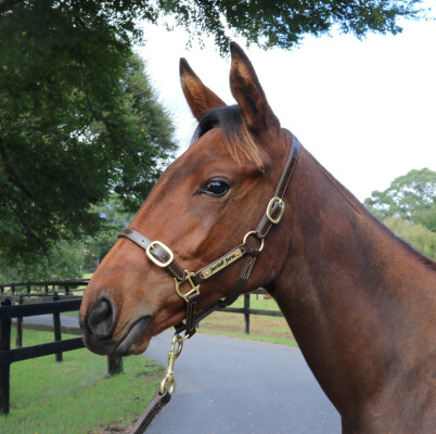 Lot 227: So You Think (NZ) / Xanadu (NZ)