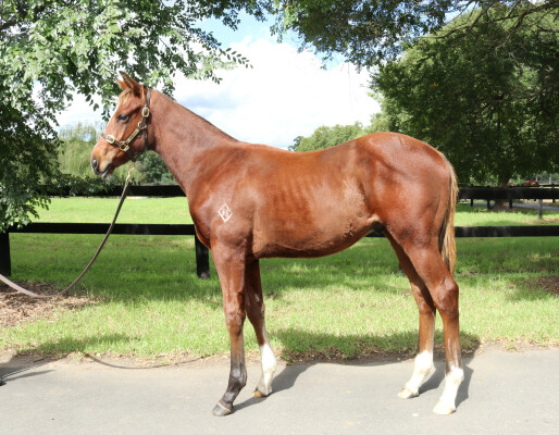 Lot 273: Acrobat / Ballet Suite