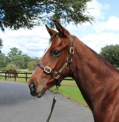 Lot 273: Acrobat / Ballet Suite