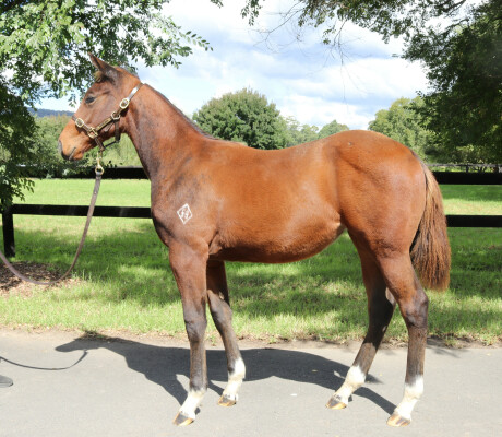 Lot 277: Acrobat / Belavynshi (NZ)