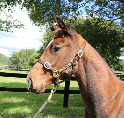 Lot 277: Acrobat / Belavynshi (NZ)