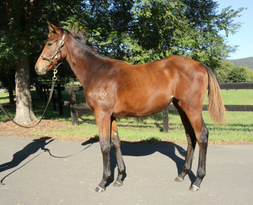 Lot 286: Artorius / Blue Blazers