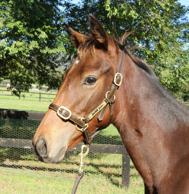 Lot 286: Artorius / Blue Blazers