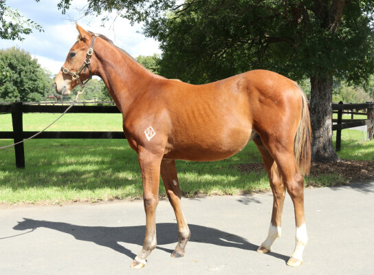 Lot 296: Farnan / Bulle de Champagne (IRE)