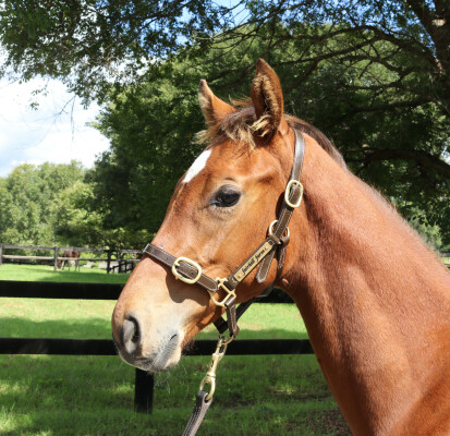 Lot 296: Farnan / Bulle de Champagne (IRE)