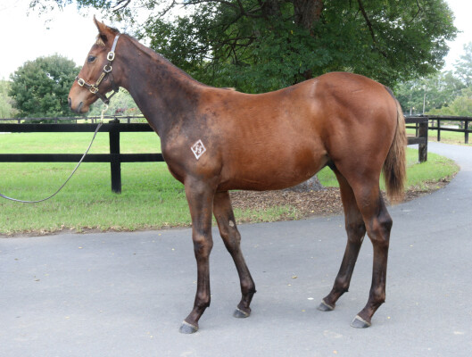 Lot 329: Farnan / Coleraine